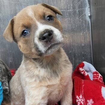 Australian Cattle Dog Blue Heeler Dogs Available for Adoption in San Antonio, Texas - HONEY | PetCurious