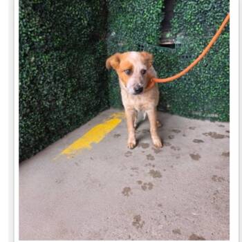 Cattle Dog Dogs Available for Adoption in Tacoma, Washington - Angel | PetCurious