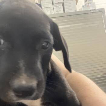 Labrador Retriever and Mixed Breed Dogs Available for Adoption in Clanton, Alabama - Velvet | PetCurious