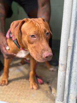 Genesis (was Stella) -  Terrier and Mixed Breed Dog for Adoption in Pomona, New York - Genesis (was Stella) | PetCurious