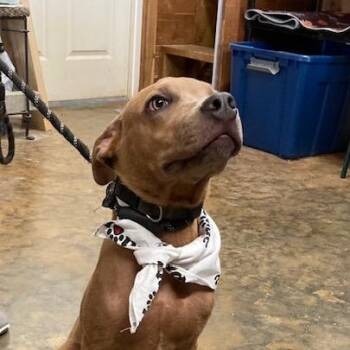 MAXWELL -  Mountain Cur Dog for Adoption in Chicopee, Massachusetts - MAXWELL | PetCurious
