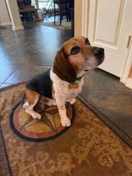 Beagle Dogs Available for Adoption in Tomball, Texas - Patrick | PetCurious