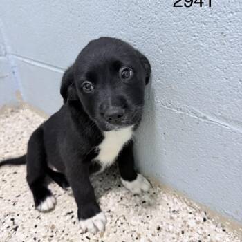 BAMA 2941 -  Mixed Breed Dog for Adoption in Loxahatchee Groves, Florida - BAMA 2941 | PetCurious