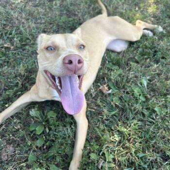Rescue Mixed Breed Dogs for Adoption in Chattanooga, Tennessee - Bambi | PetCurious