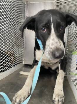 Rescue Mcnab Dogs for Adoption in Thousand Oaks, California - Cecilia -- LONGTIME RESIDENT! | PetCurious