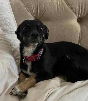 Chihuahua Dogs Available for Adoption - Puppy | PetCurious