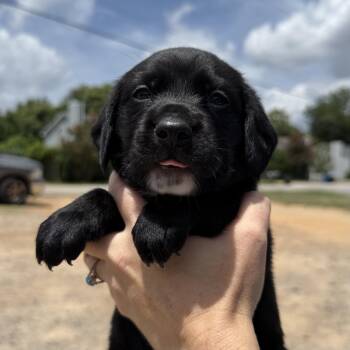 Frankenstein -  Beagle and Boykin Spaniel Dog for Adoption in Columbia, South Carolina - Frankenstein | PetCurious