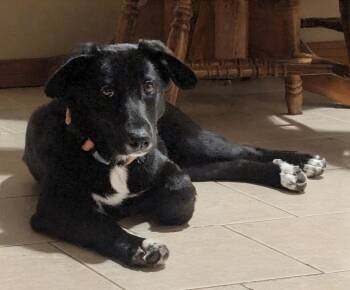 Olivia -  Black Labrador Retriever Dog for Adoption in Monticello, Minnesota - Olivia | PetCurious