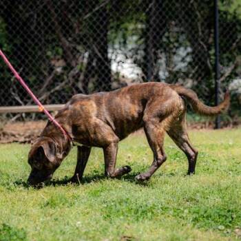 Mixed Breed Dogs Available for Adoption in Chamblee, Georgia - Tiger | PetCurious