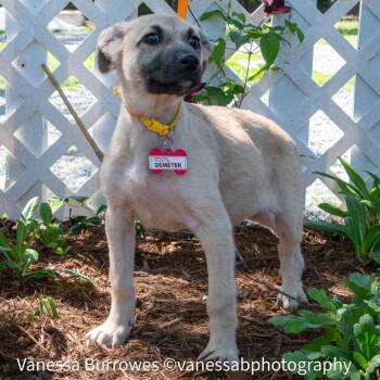 Shepherd Dogs Available for Adoption in Wake Forest, North Carolina - Demeter | PetCurious