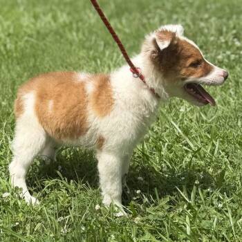 James -  Australian Shepherd and Labrador Retriever Dog for Adoption in Locust Fork, Alabama - James | PetCurious