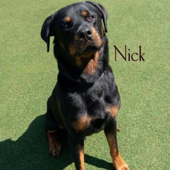 Nick -  Rottweiler Dog for Adoption in Parkersburg, West Virginia - Nick | PetCurious