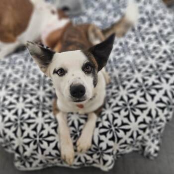 Shepherd and Cattle Dog Dogs Available for Adoption in Springfield, Missouri - Katana | PetCurious