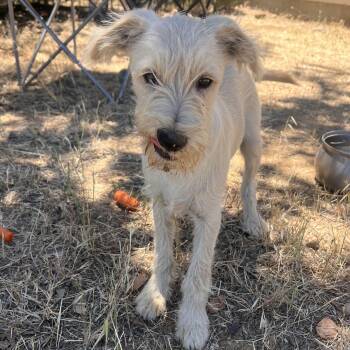 Mr. Handsome Mario -  Miniature Schnauzer and Miniature Poodle Dog for Adoption in Ridgefield, Washington - Mr. Handsome Mario | PetCurious