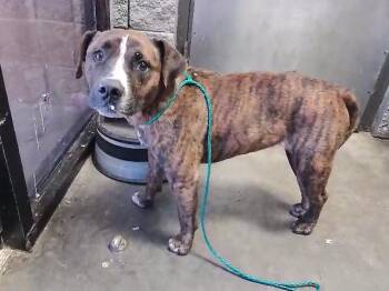 HILDA -  Pit Bull Terrier and Mixed Breed Dog for Adoption in Tulsa, Oklahoma - HILDA | PetCurious