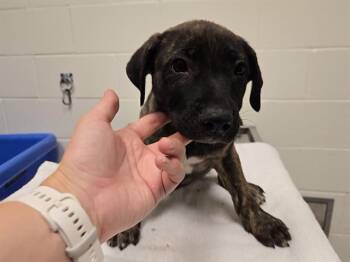 RADISH -  Anatolian Shepherd Dog for Adoption in Auburn, California - RADISH | PetCurious