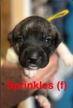 Rescue American Staffordshire Terrier Dogs for Adoption in San Diego, California - Sundae's Sprinkles- Sprinkles | PetCurious