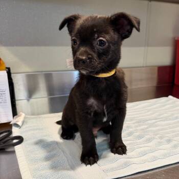 IVHS-Stray-140338 -  Chihuahua Dog for Adoption in San Gabriel, California - IVHS-Stray-140338 | PetCurious