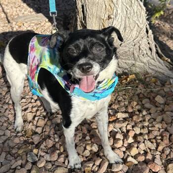 Rescue Jack Russell Terrier Dogs for Adoption in Las Vegas, Nevada - Romeo | PetCurious