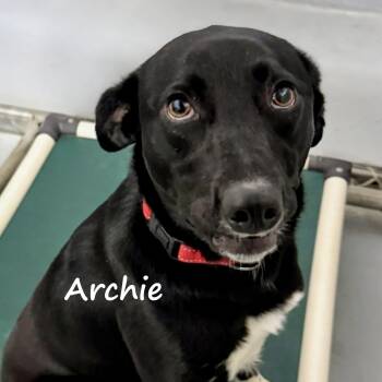 Archie -  Black Labrador Retriever Dog for Adoption in Aurora, Nebraska - Archie | PetCurious