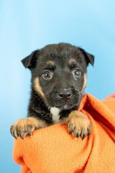 Odin -  Retriever and Mixed Breed Dog for Adoption in Minneapolis, Minnesota - Odin | PetCurious