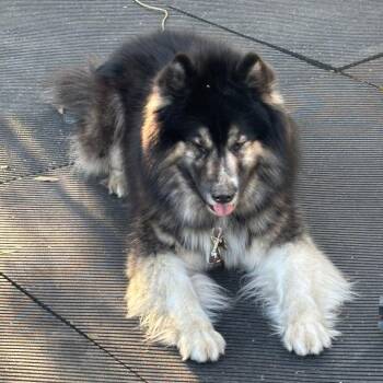 CJ -  Husky Dog for Adoption in Newport, North Carolina - CJ | PetCurious