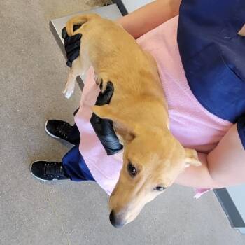 108605 -  Mixed Breed Dog for Adoption in Las Cruces, New Mexico - 108605 | PetCurious