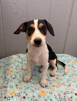 Sugar Pie -  Dachshund Dog for Adoption in Temecula, California - Sugar Pie | PetCurious