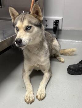 Ic-6c Lala -  Siberian Husky Dog for Adoption in Lawrenceville, Georgia - Ic-6c Lala | PetCurious