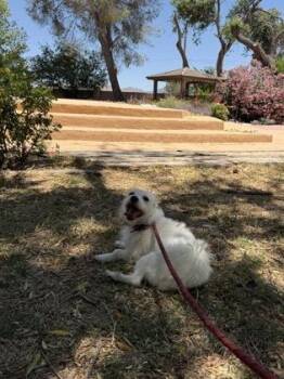 Terrier and Mixed Breed Dogs Available for Adoption in El Paso, Texas - Estrella | PetCurious