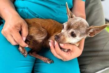 Chihuahua Dogs Available for Adoption in College Station, Texas - Smidge | PetCurious