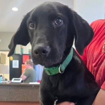 Black Sabbath - 081110U -  Labrador Retriever and Mixed Breed Dog for Adoption in Tupelo, Mississippi - Black Sabbath - 081110U | PetCurious