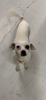 Chihuahua Dogs Available for Adoption - Daisy | PetCurious