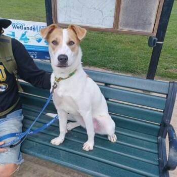 Mixed Breed Dogs Available for Adoption in Kansas City, Missouri - Star | PetCurious