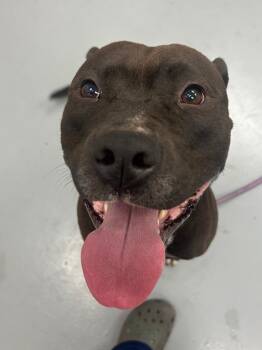 Reacher -  Pit Bull Terrier Dog for Adoption in Hartsville, South Carolina - Reacher | PetCurious