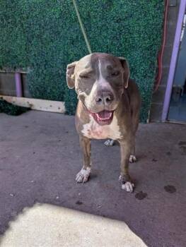 61593828 -  Pit Bull Terrier and Mixed Breed Dog for Adoption in El Paso, Texas - 61593828 | PetCurious