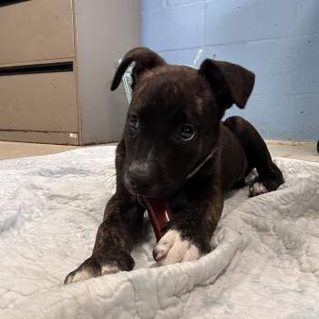 Mixed Breed Dogs Available for Adoption - Tazzy 1568 | PetCurious