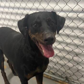 Tami -  Doberman Pinscher Dog for Adoption in Northbrook, Illinois - Tami | PetCurious