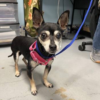 Spooky -  Chihuahua Dog for Adoption in West Chester, Pennsylvania - Spooky | PetCurious