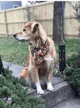 Wallace -- Courtesy Post -  Golden Retriever Dog for Adoption in Frederick, Maryland - Wallace -- Courtesy Post | PetCurious