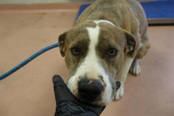 Mixed Breed Dogs Available for Adoption - RIDGE | PetCurious