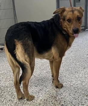 Shepherd and Mixed Breed Dogs Available for Adoption - Buddy | PetCurious