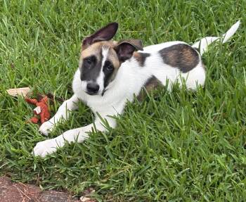 Leopold -  Labrador Retriever Dog for Adoption in The Woodlands, Texas - Leopold | PetCurious