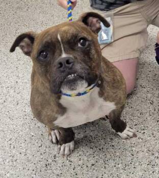 Lilypad -  Pit Bull Terrier and English Bulldog Dog for Adoption in Kansas City, Missouri - Lilypad | PetCurious