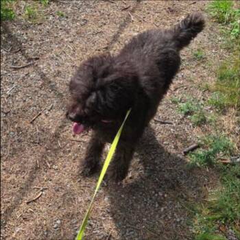 Kobey -  Poodle and Labrador Retriever Dog for Adoption in Thompson Falls, Montana - Kobey | PetCurious