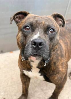 Calzone -  Pit Bull Terrier Dog for Adoption in Chicago, Illinois - Calzone | PetCurious