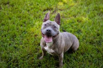 Millie -  Pit Bull Terrier and French Bulldog Dog for Adoption in Houston, Texas - Millie | PetCurious
