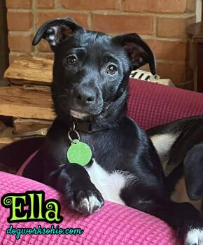 Mixed Breed Dogs Available for Adoption in Toledo, Ohio - Ella | PetCurious