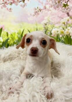 Chihuahua Dogs Available for Adoption in Tehachapi, California - Lucy | PetCurious