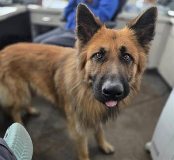 Mixed Breed Dogs Available for Adoption in Dallas, Texas - BREEZY | PetCurious